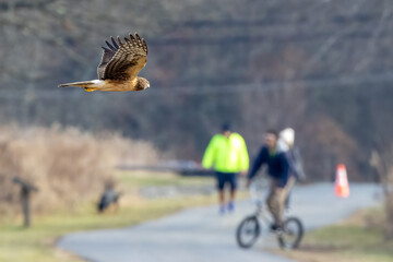 female northern harrier in flight