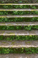 Steps in the garden