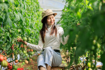 young asian woman tourist sit and look at tomato  in the garden tomato,