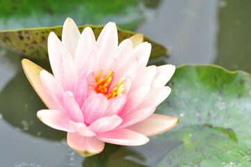 Nature photograph with close-up of pink lotus water lily In pond on natural background