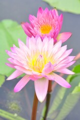 Obraz premium Nature photograph with close-up of pink lotus water lily In pond on natural background