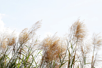 Fototapeta premium Reed flower with blue sky