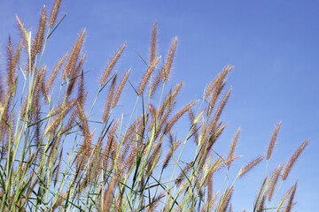Obraz premium Grass flowers with blue sky