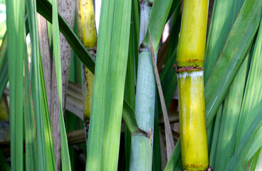 Fototapeta premium Sugar cane plants, sugar cane field