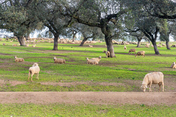 Winter in the Dehesa: Flock of Sheep under Holm Oaks at Dawn.