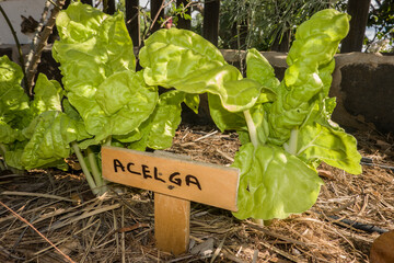 Fuchsschwanz, Amaranth (Amaranthus spec.)