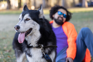 Husky dog on leash, sticking out his tongue and looking out in a park in the background Latin man with curly hair and sunglasses sitting down