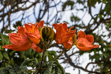 Afrikanischer Tulpenbaum (Spathodea campanulata)