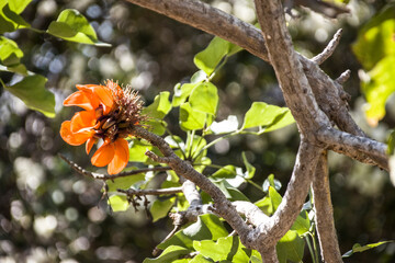 Kap-Korallenbaum (Erythrina caffra)