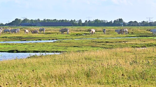 White blone d'aquitaine cows on pasture in Netherlands Aquitaine light cows 
