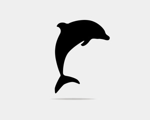 dolphin isolated on white background