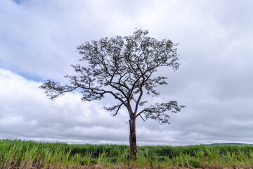 árvore na cidade de Costa Rica, Estado do Mato Grosso do Sul, Brasil