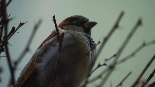 Sparrow hiding in the Bushes Feeding on Branches Jumping and Nesting 4
