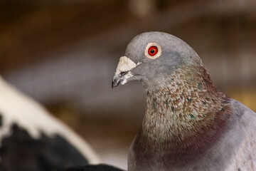 Closeup of a pigeon's portrait with breathtaking eye and ruff