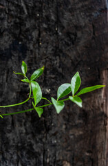 imagen de la pequeña rama de una planta y de fondo una madera rustica de color cafe 