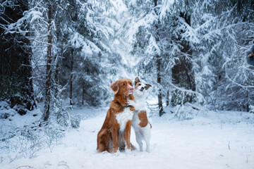 Two dogs, a Nova Scotia Duck Tolling Retriever and a Jack Russell Terrier, stand in a snowy forest, looking alert