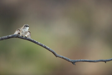 Feathered Towel - Exiting a relatively quick bath, a Jacky Winter dries itself off on a lonely branch as it rapidly beats its wings.