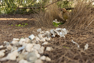 Trash or Treasure? - While admiring his work, a male spotted bowerbird lurks around his bower as he awaits a female visitor. 