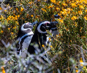 Magellan Penguins in Northern Patagonia
