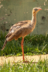 siriema na cidade de Costa Rica, Estado do Mato Grosso do Sul, Brasil