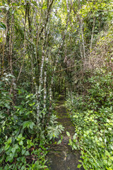 árvore na cidade de Costa Rica, Estado do Mato Grosso do Sul, Brasil