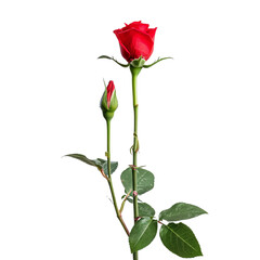 Obraz premium Vibrant Single Red Rose With Green Leaves on White Background