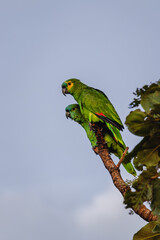 papagaio na cidade de Costa Rica, Estado do Mato Grosso do Sul, Brasil