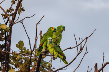 papagaio na cidade de Costa Rica, Estado do Mato Grosso do Sul, Brasil