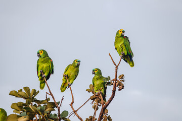 papagaio na cidade de Costa Rica, Estado do Mato Grosso do Sul, Brasil