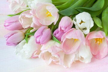 Bouquet of pink, white and purple tulips closeup on colorful watercolor paper background, beautiful postcard. - 706035704