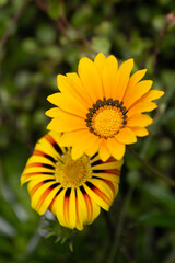 Flowers around New Zealand