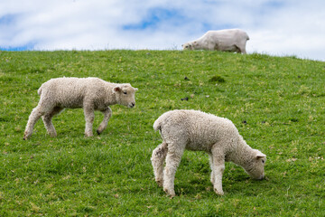 Obraz premium Sheep in Matamata, New Zealand