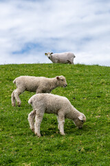 Sheep in Matamata, New Zealand