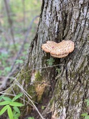 Dryad’s Saddle