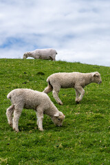 Sheep in Matamata, New Zealand