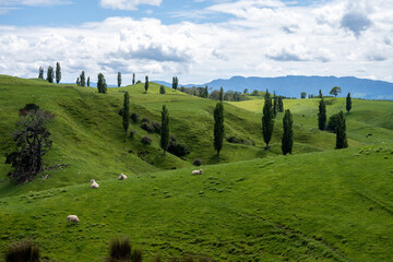 green mountain and hills landscape with trees and clouds and animals, New Zealand Matamata