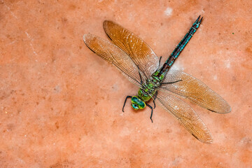 Green dragonfly on salmon background(still pink)