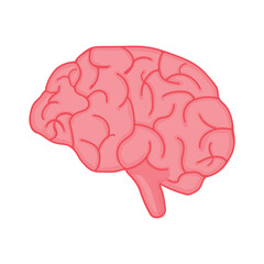 Human brain internal organ illustration