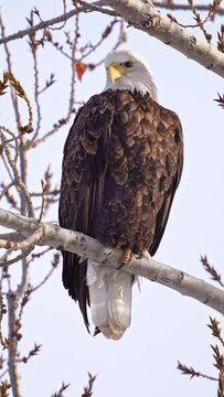 Vertical view of a Bald Eagle perched in a tree during winter in Utah as it looks around.