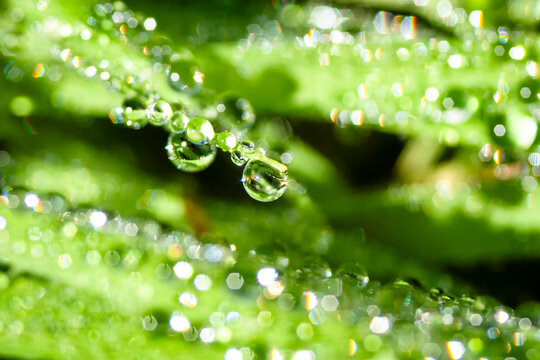 Macro image of raindrops on green leaves in bright sunlight shining like diamonds
