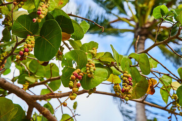 Sea Grape Fruits Amidst Tropical Foliage, Upward View