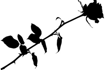 Black silhouette of a rose transparent on background.