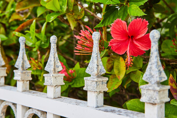 Weathered Fence with Red Hibiscus and Green Foliage Close-Up