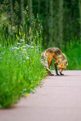 Young fox in the woods Colorado Maroon Bells