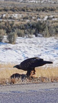 Vertical view of a Golden Eagle as it eats a roadkill carcass on the side of the road in Wyoming.