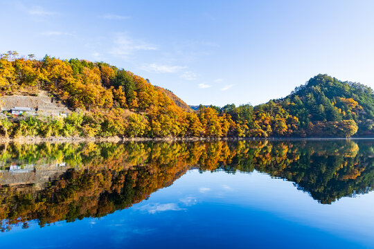 日本の風景・秋　東京都奥多摩町　奥多摩湖の紅葉