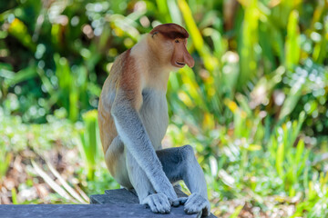 The proboscis monkey (Nasalis larvatus) or long-nosed monkey is a reddish-brown arboreal Old World...