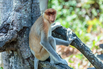 Fototapeta premium The proboscis monkey (Nasalis larvatus) or long-nosed monkey is a reddish-brown arboreal Old World monkey with an unusually large nose. It is endemic to the southeast Asian island of Borneo.