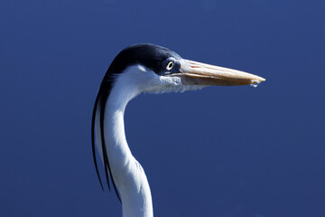 Garça Real Europeia em detalhes minuciosos na lagoa de Guaratiba - Maricá - RJ