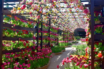 Obraz premium チューリップ 日本庭園 島根 由志園